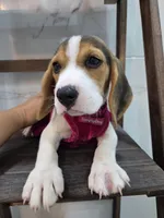 Molly, a female Beagle for sale in Santa Ana, CA – 4 of 4