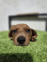 Cosmos (green eyes), a male Dachshund for sale in Santa Ana, CA – 4 of 5
