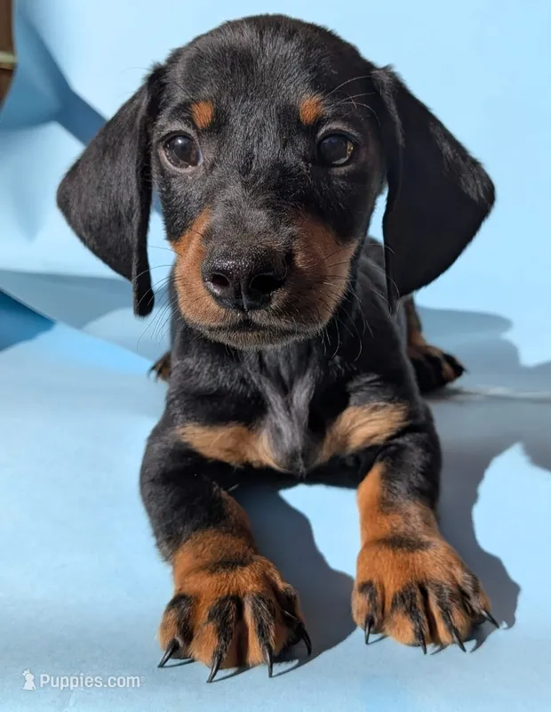 Dominic – Dachshund puppy for sale in Fountain Valley, CA