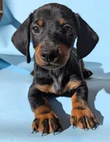 Dominic, a male Dachshund for sale in Fountain Valley, CA – 1 of 3