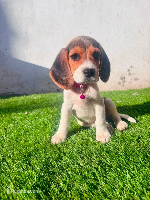 Molly – Beagle puppy for sale in Fountain Valley, CA