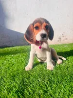 Molly, a female Beagle for sale in Fountain Valley, CA – 1 of 6