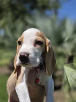 Chesse, a male Beagle for sale in Fountain Valley, CA – 2 of 6