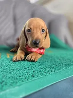 Chesse, a male Miniature Dachshund for sale in Fountain Valley, CA – 3 of 4