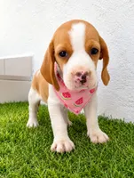 Honey, a female Beagle for sale in Fountain Valley, CA – 1 of 1