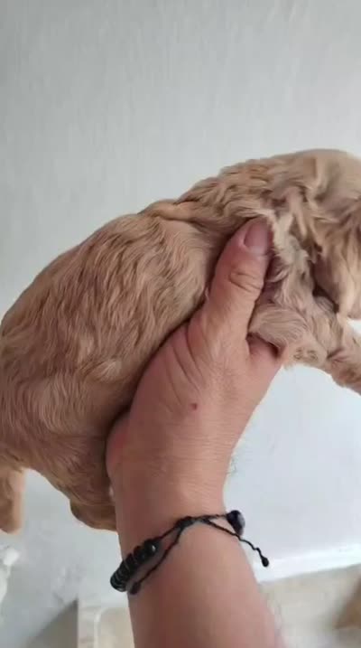 Sunshine, a female English Cocker Spaniel for sale in Westminster, CA – 2 of 3