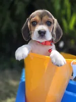 Loky, a male Beagle for sale in Fountain Valley, CA – 3 of 6
