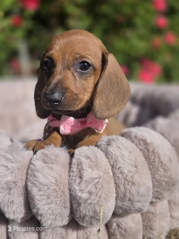 Canelita – Dachshund puppy for sale in Santa Ana, CA