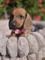 Canelita, a female Dachshund for sale in Santa Ana, CA – 1 of 2
