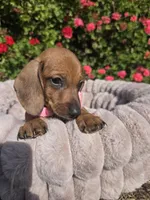 Canelita, a female Dachshund for sale in Santa Ana, CA – 2 of 2