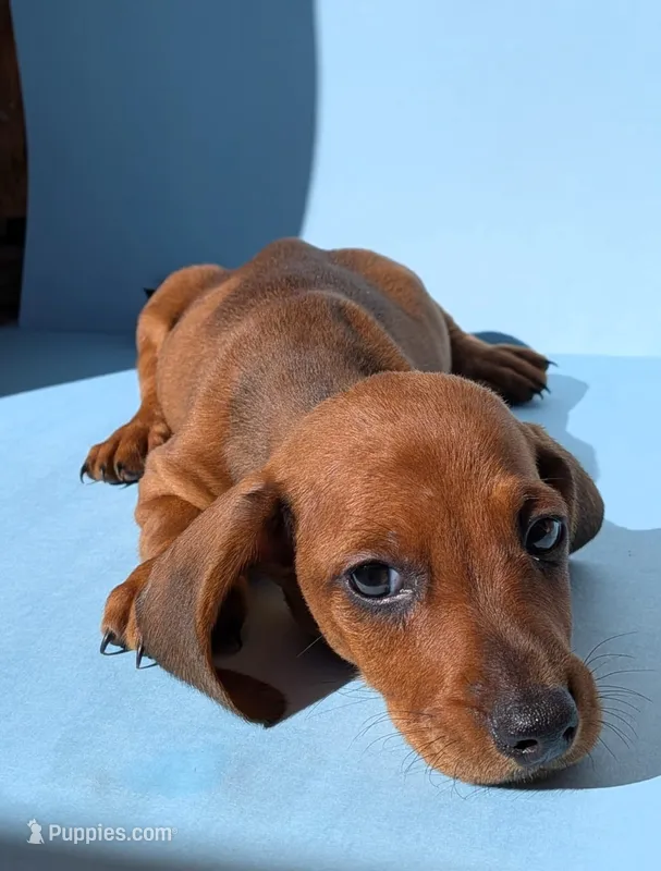 Buddy – Dachshund puppy for sale in Fountain Valley, CA