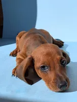 Buddy, a male Dachshund for sale in Santa Ana, CA – 1 of 3