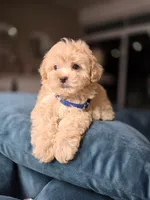 Ozzy ready on sep 25, a male Maltipoo for sale in Santa Ana, CA – 2 of 3