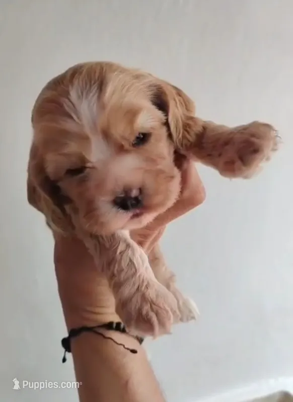 Sunshine, a female English Cocker Spaniel for sale in Westminster, CA – 1 of 3