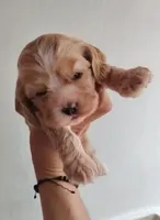 Sunshine, a female English Cocker Spaniel for sale in Westminster, CA – 1 of 3