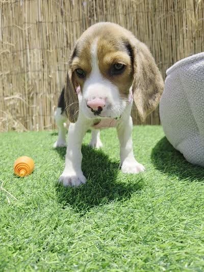 Bella, a female Beagle for sale in Fountain Valley, CA – 6 of 8