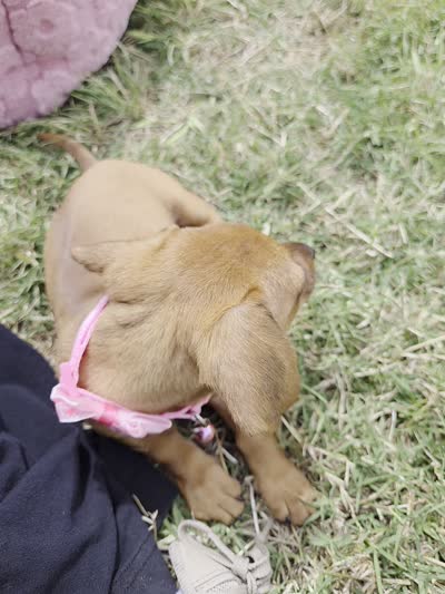 Cinamoon, a female Dachshund and Miniature Dachshund for sale in Fountain Valley, CA – 3 of 4