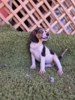 Bella, a female Beagle for sale in Westminster, CA – 4 of 5