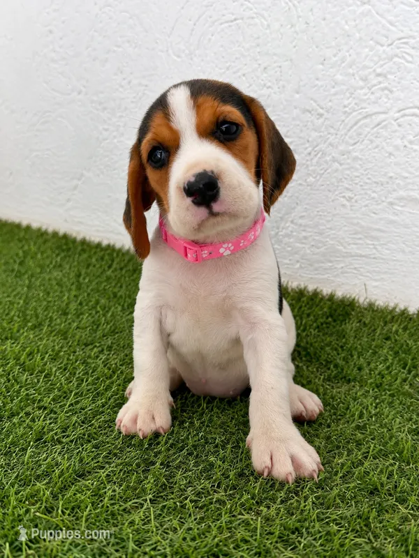 Molly – Beagle puppy for sale in Fountain Valley, CA