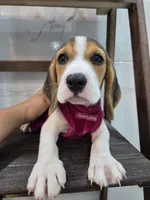 Molly, a female Beagle for sale in Santa Ana, CA – 2 of 4
