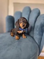 Milo, a male Miniature Dachshund for sale in Santa Ana, CA – 2 of 3