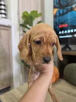 Honey , a female Miniature Dachshund for sale in Fountain Valley, CA – 2 of 3