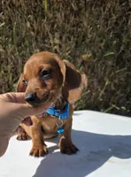 Ron, a male Dachshund for sale in Santa Ana, CA – 6 of 7