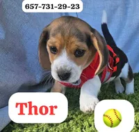 Thor, a male Beagle for sale in Santa Ana, CA – 1 of 1