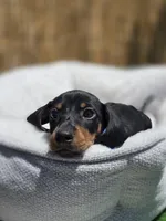 Blacky, a male Miniature Dachshund for sale in Fountain Valley, CA – 1 of 6