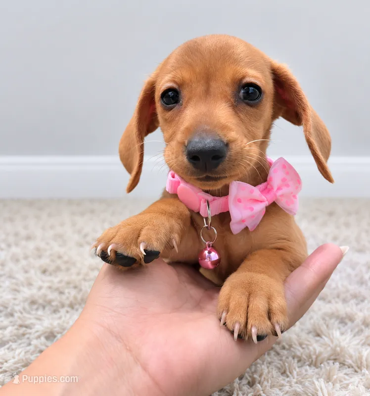 Suggar – Miniature Dachshund puppy for sale in Westminster, CA