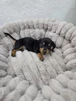 Frida, a female Miniature Dachshund for sale in Santa Ana, CA – 4 of 7