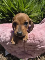 Canelita, a female Dachshund and Miniature Dachshund for sale in Fountain Valley, CA – 1 of 5