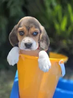 Loky, a male Beagle for sale in Fountain Valley, CA – 4 of 6