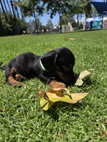 Milos, a male Dachshund and Miniature Dachshund for sale in Santa Ana, CA – 3 of 4