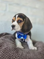 Rufus, a male Beagle for sale in Santa Ana, CA – 3 of 3