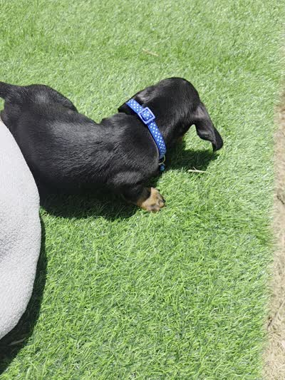 Blacky, a male Miniature Dachshund for sale in Fountain Valley, CA – 4 of 6