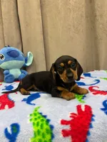Arthur, a male Miniature Dachshund for sale in Westminster, CA – 3 of 3