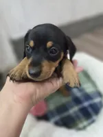 Dominic, a male Miniature Dachshund for sale in Santa Ana, CA – 2 of 4