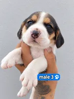 Zeus ready on sep 25, a male Beagle for sale in Westminster, CA – 1 of 3