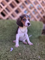 Bella, a female Beagle for sale in Westminster, CA – 2 of 5