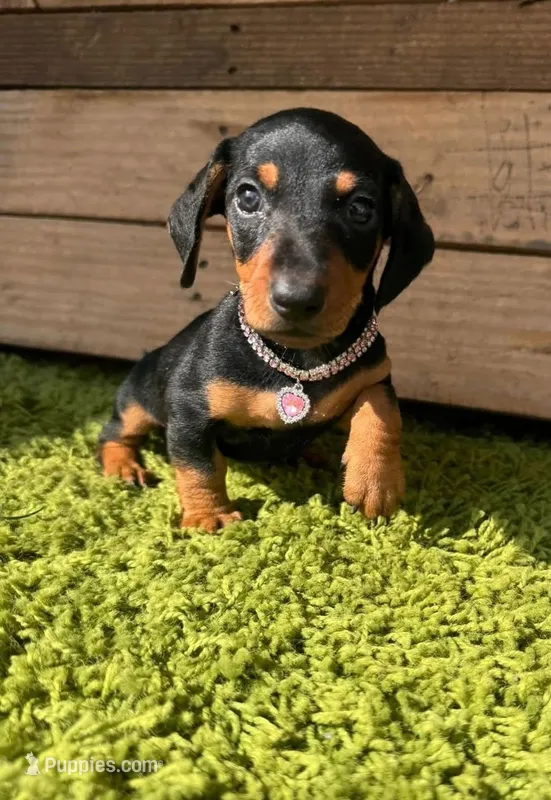 Frida – Miniature Dachshund puppy for sale in Fountain Valley, CA