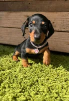 Frida, a female Miniature Dachshund for sale in Fountain Valley, CA – 1 of 2