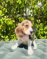 Bella, a female Beagle for sale in Fountain Valley, CA – 2 of 5
