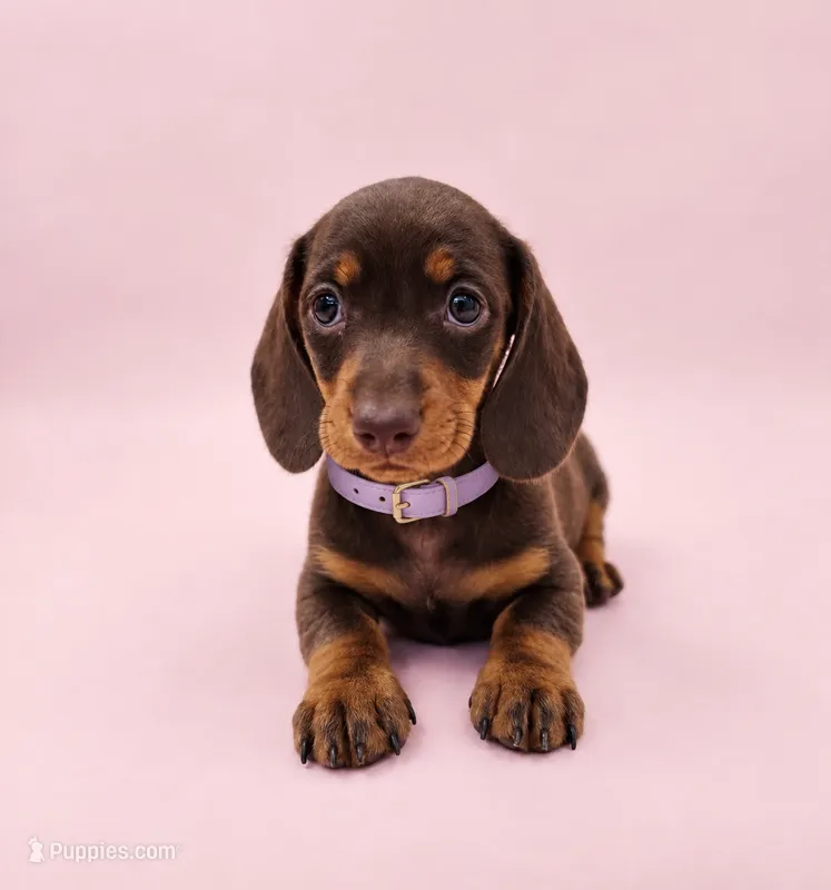 Lila – Miniature Dachshund puppy for sale in Santa Ana, CA