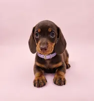 Lila, a female Miniature Dachshund for sale in Santa Ana, CA – 1 of 1