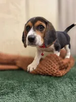 Mike, a male Beagle for sale in Fountain Valley, CA – 4 of 4