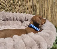 Rex, a male Miniature Dachshund for sale in Santa Ana, CA – Photo 6 of 8