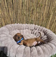 Rex, a male Miniature Dachshund for sale in Santa Ana, CA – Photo 8 of 8