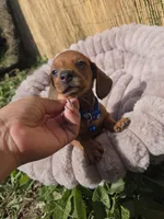 Rex, a male Miniature Dachshund for sale in Santa Ana, CA – Photo 2 of 8