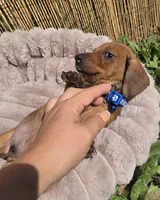 Rex, a male Miniature Dachshund for sale in Santa Ana, CA – Photo 5 of 8